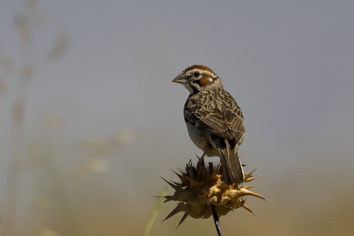 Lark Sparrow - ML620890320