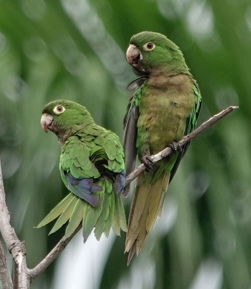 aratinga jamajský (ssp. nana) - ML620890321