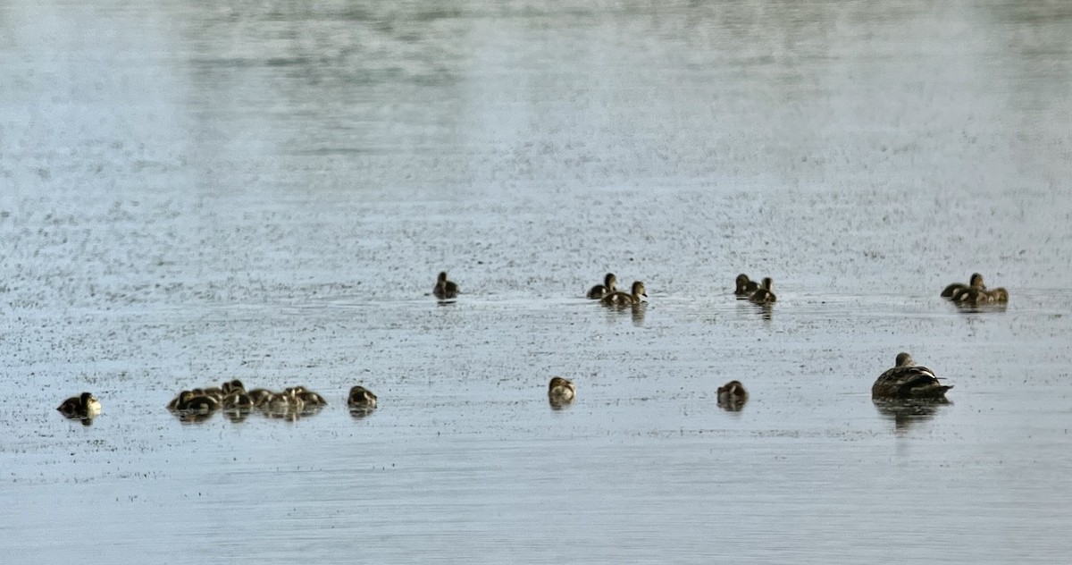 Gadwall - ML620890323