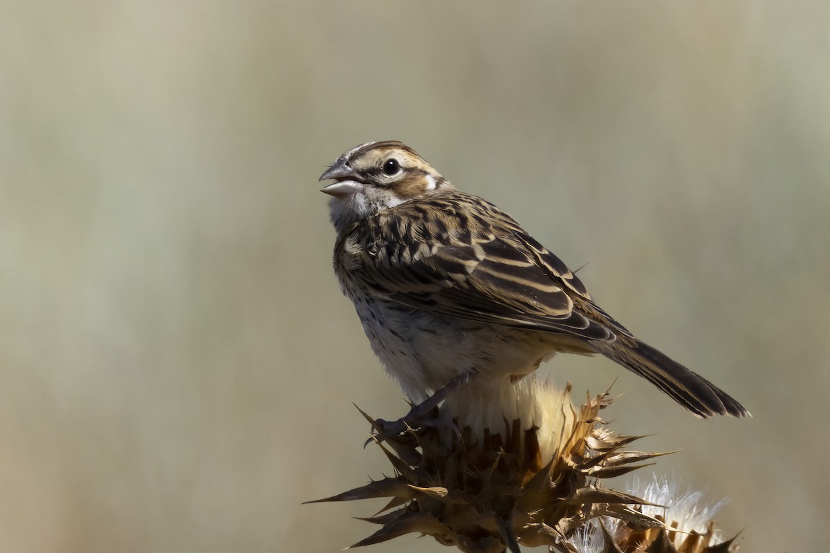 Lark Sparrow - ML620890325