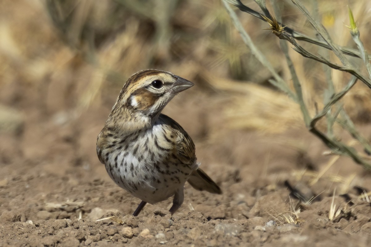 Lark Sparrow - ML620890326