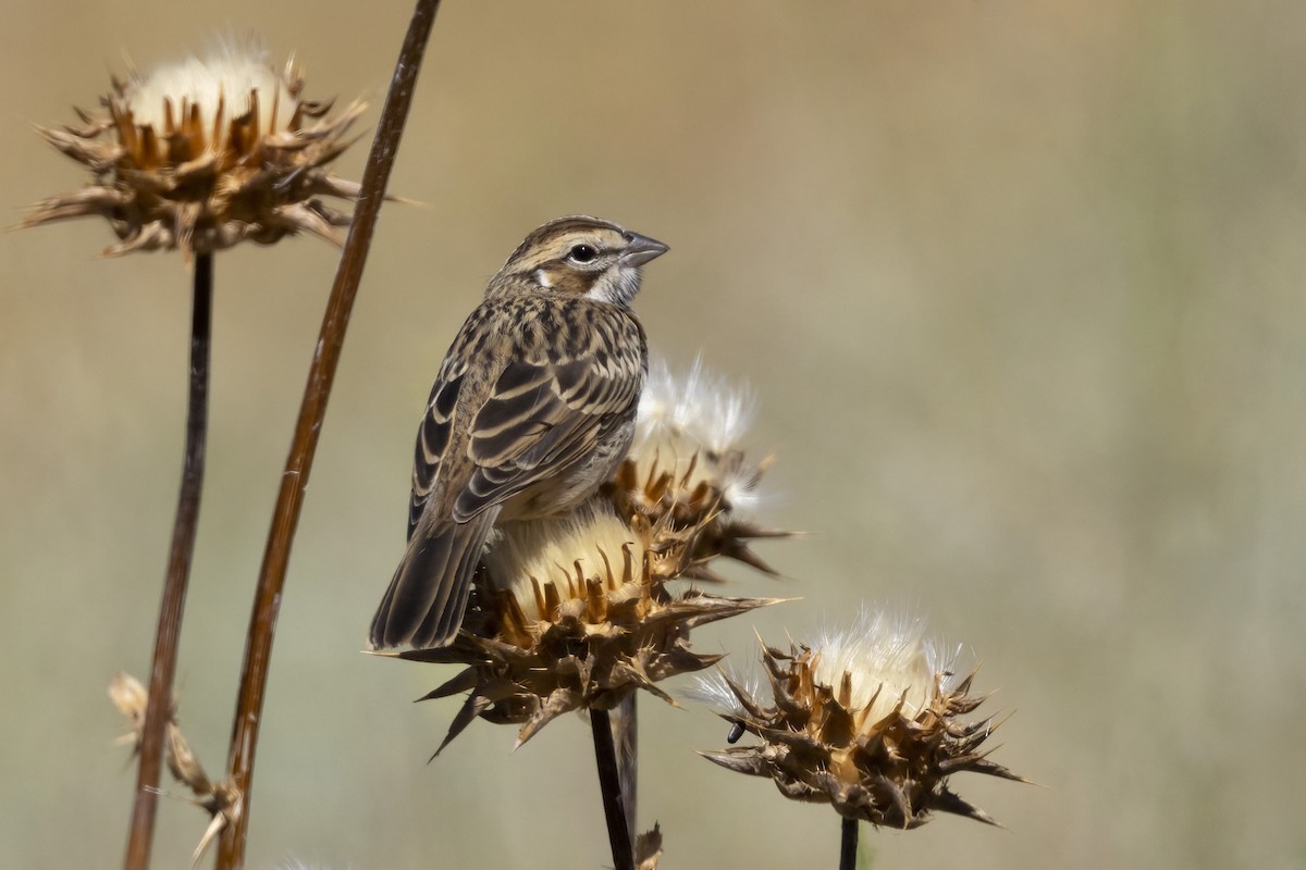 Lark Sparrow - ML620890327