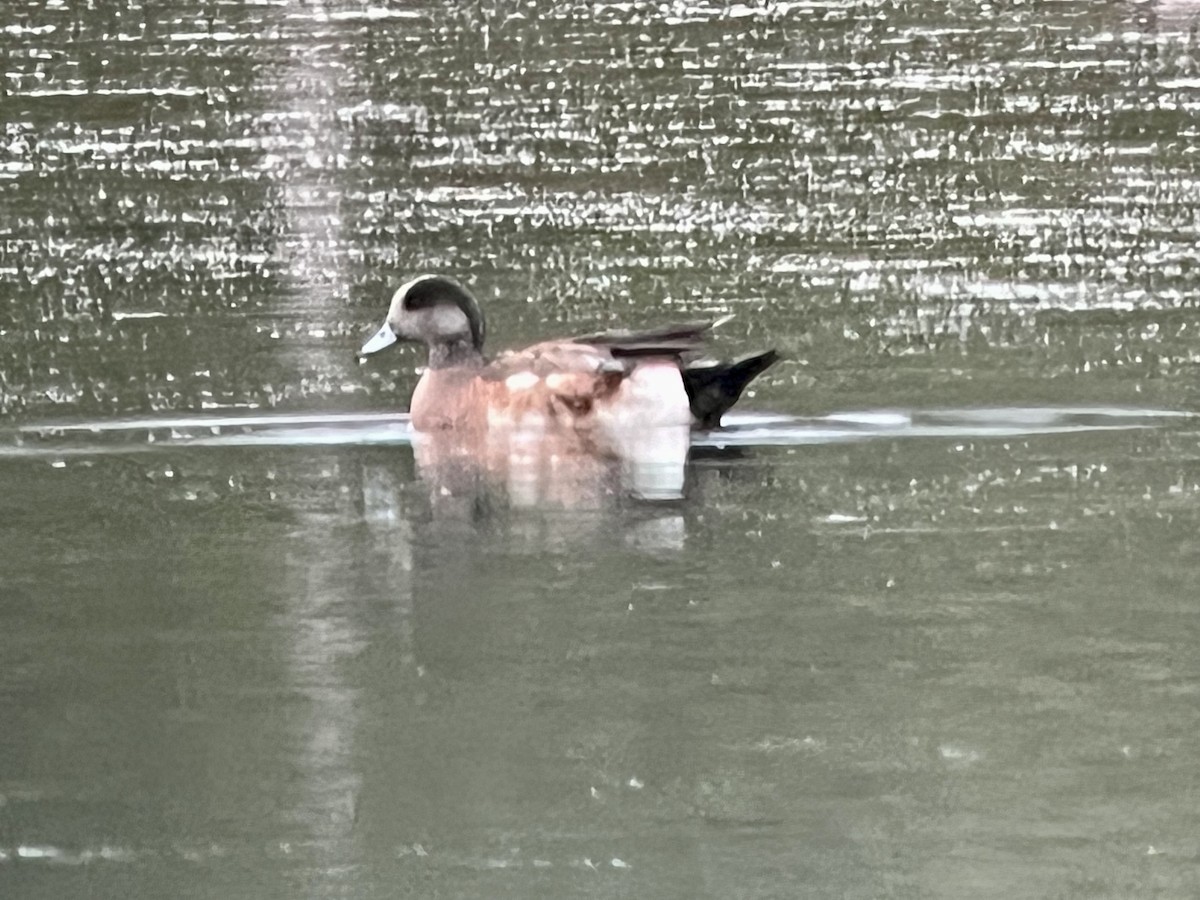 American Wigeon - ML620890329