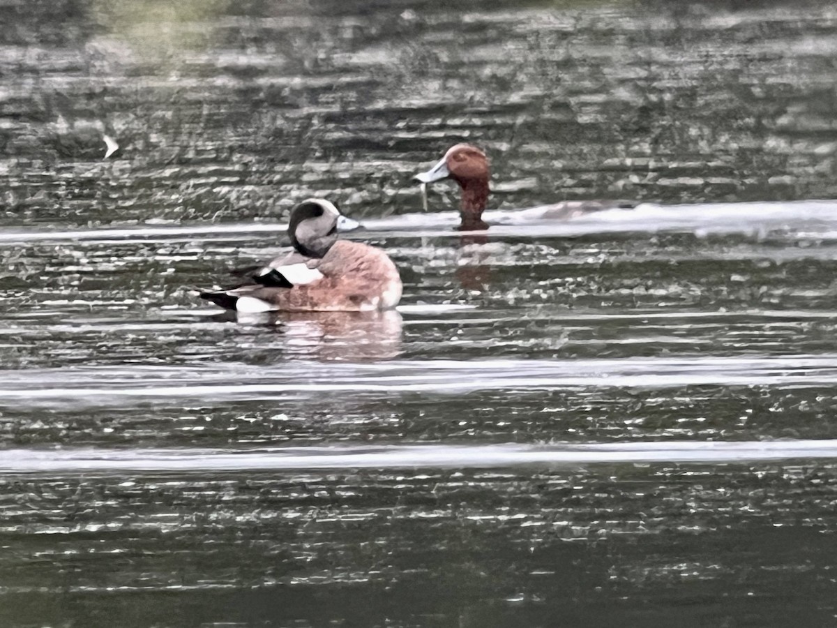 American Wigeon - ML620890330