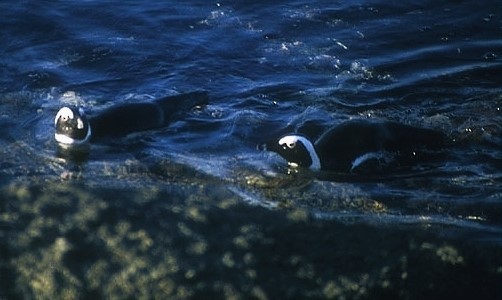 African Penguin - ML620890348