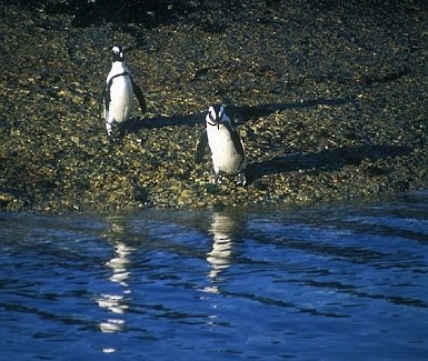 Pingüino de El Cabo - ML620890349