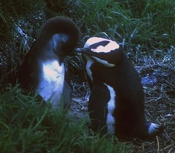 African Penguin - ML620890350