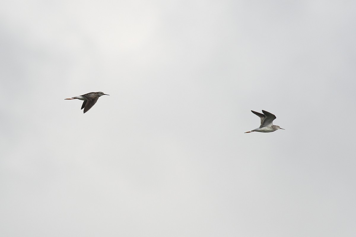 Lesser Yellowlegs - ML620890355