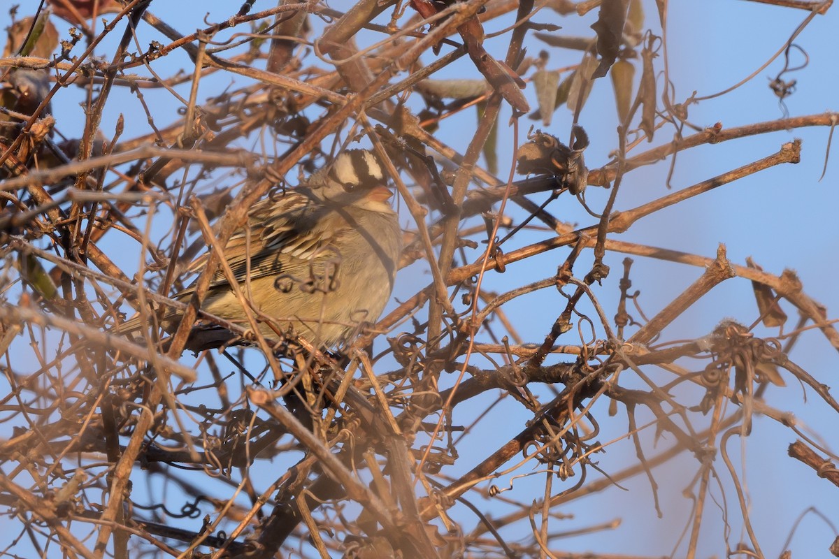 White-crowned Sparrow - Stephen Davies