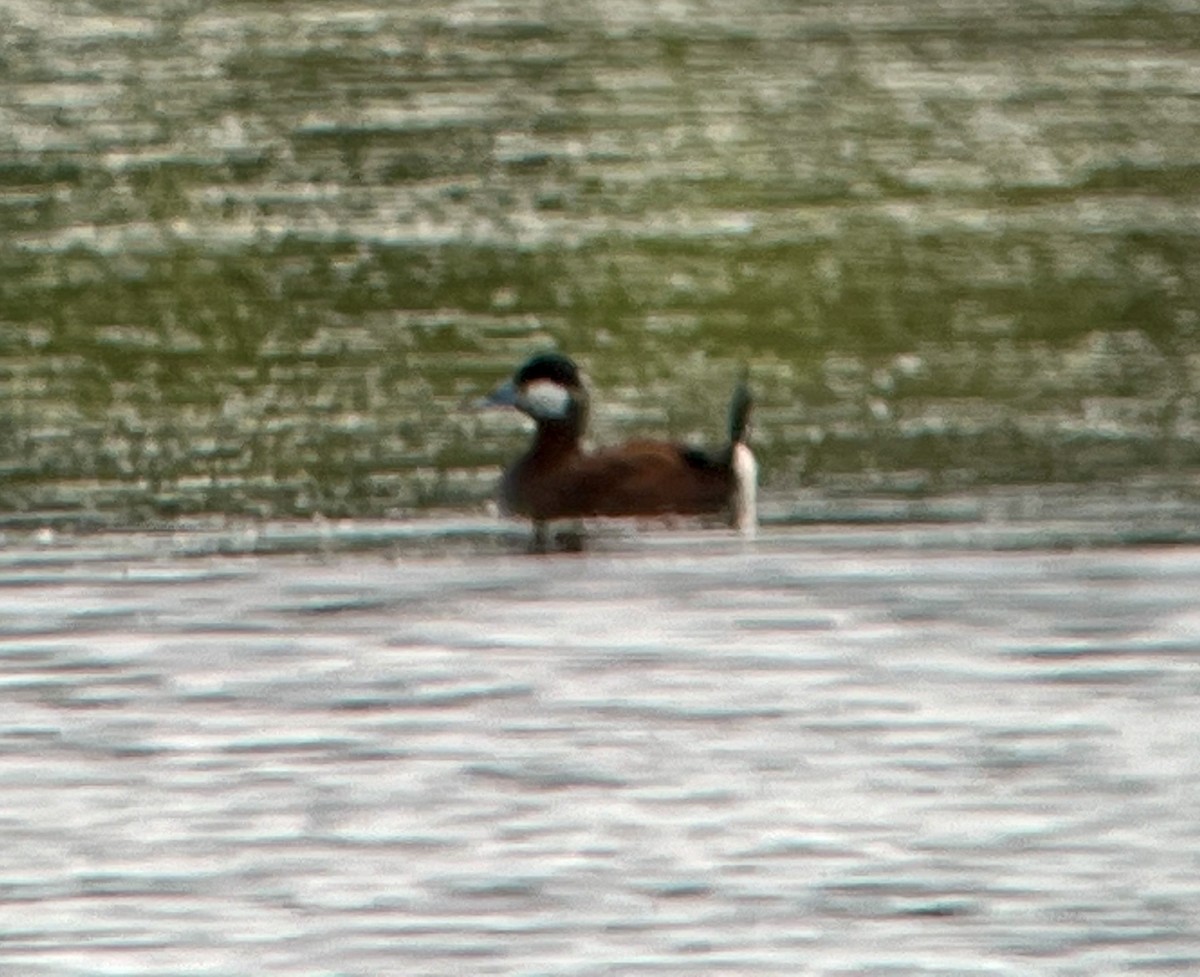 Ruddy Duck - ML620890358