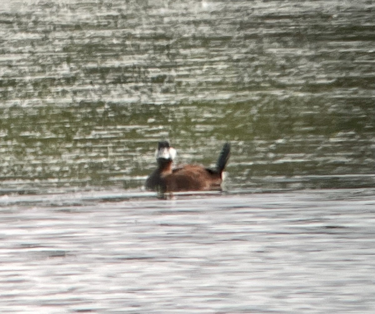 Ruddy Duck - ML620890359