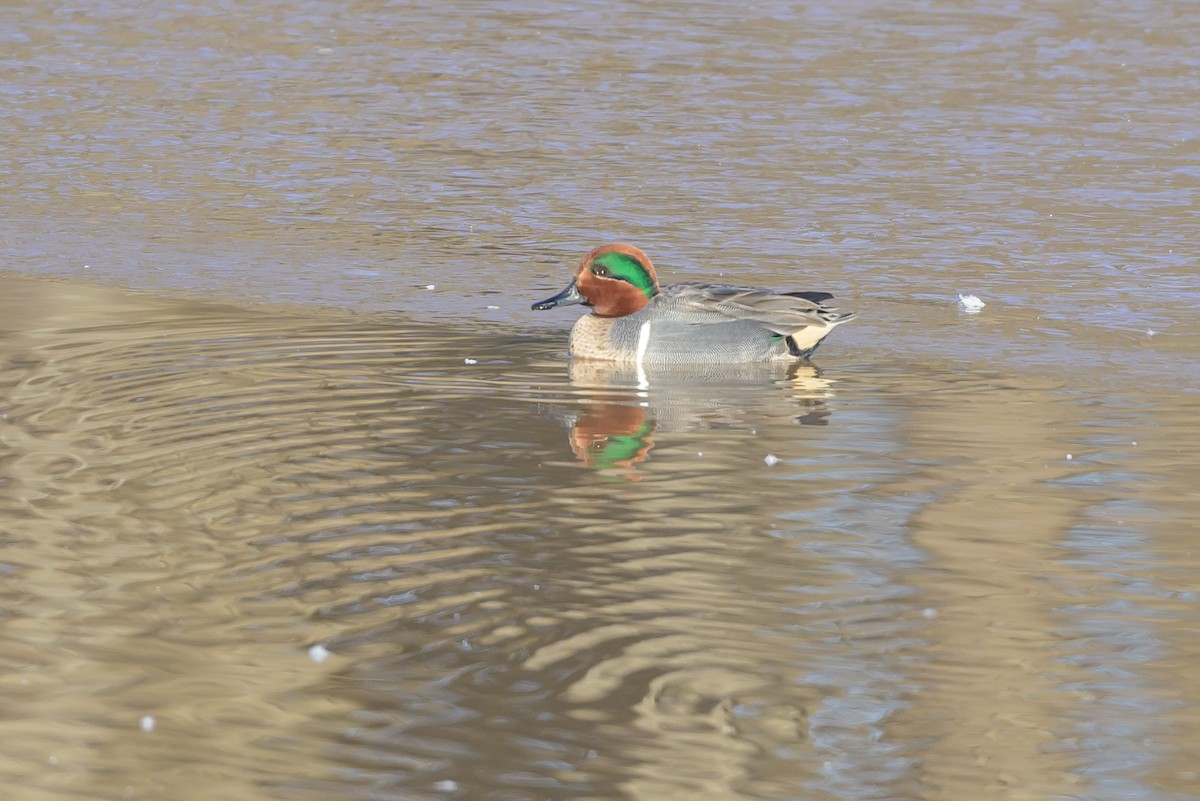 Green-winged Teal - ML620890361