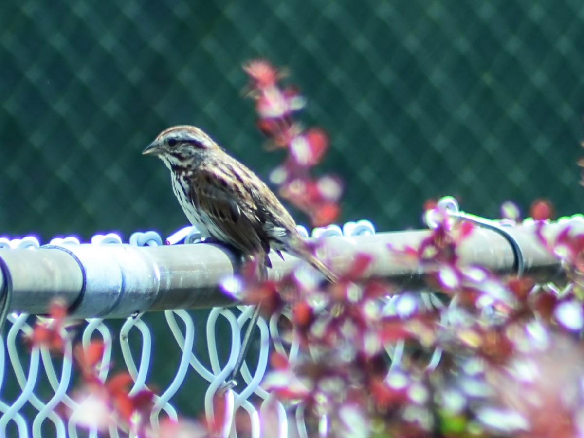 Song Sparrow - ML620890364