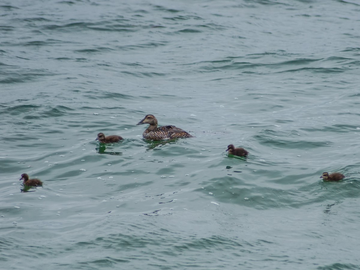 Common Eider - ML620890378