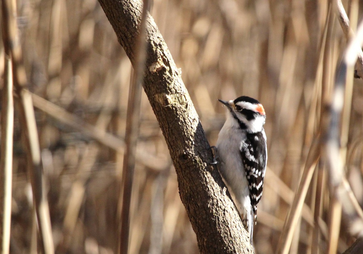 Downy Woodpecker - ML620890389