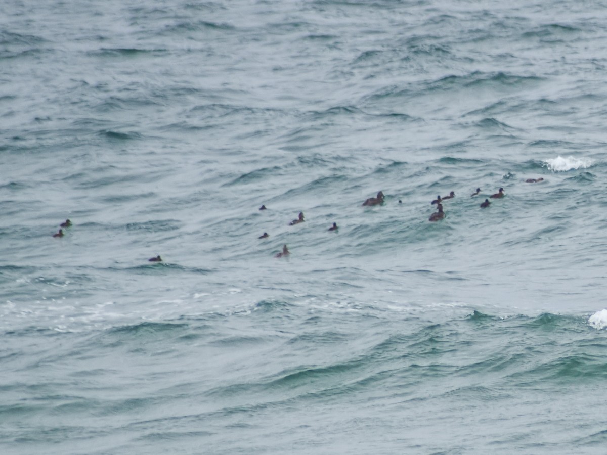 Common Eider - ML620890390