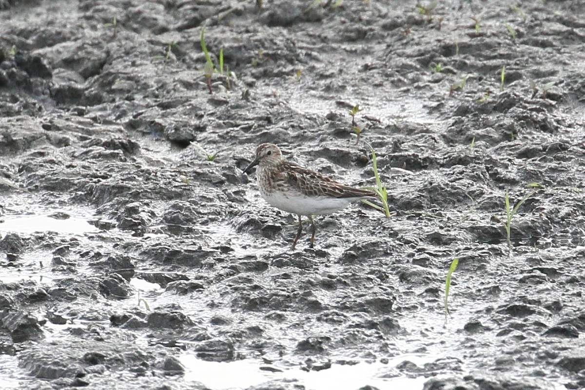 pygmésnipe - ML620890392