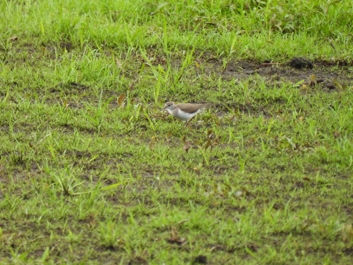 Spotted Sandpiper - ML620890396