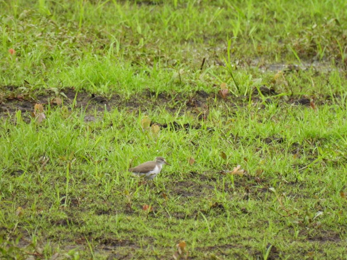 Spotted Sandpiper - ML620890397