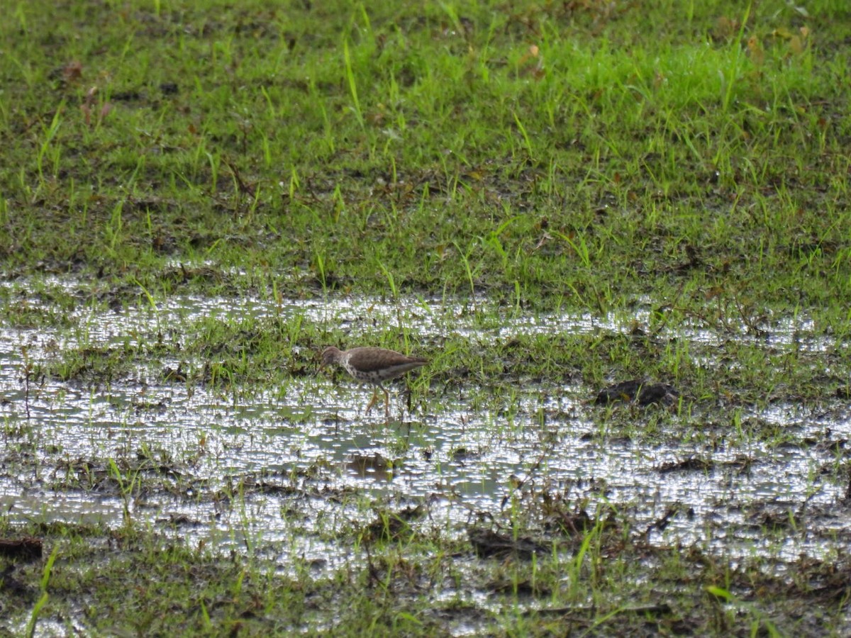 Spotted Sandpiper - ML620890399