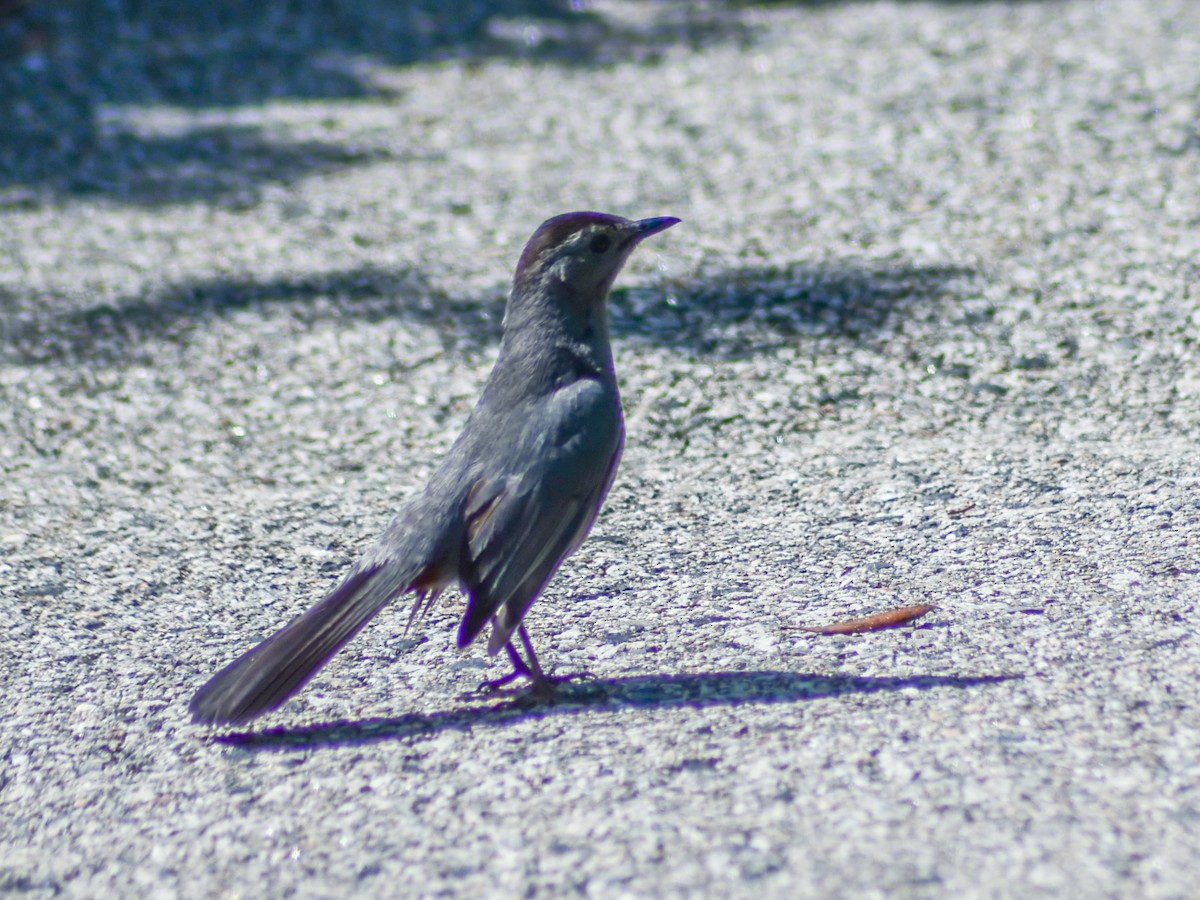 Gray Catbird - Thomas Fuller