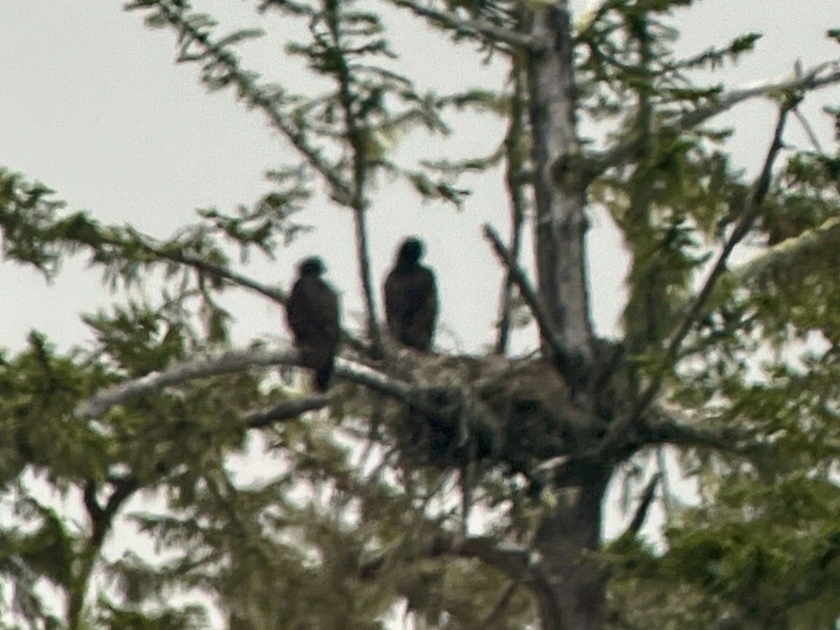 Bald Eagle - ML620890405