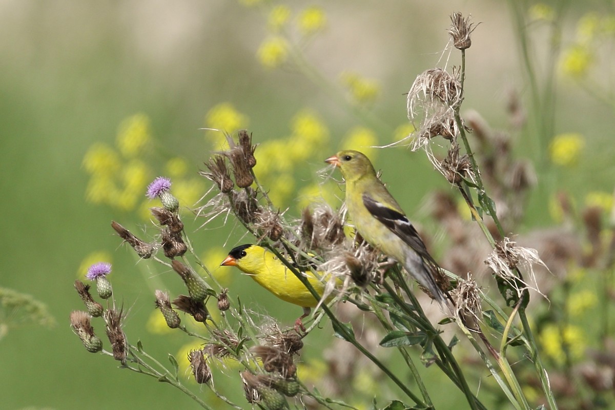 American Goldfinch - ML620890409