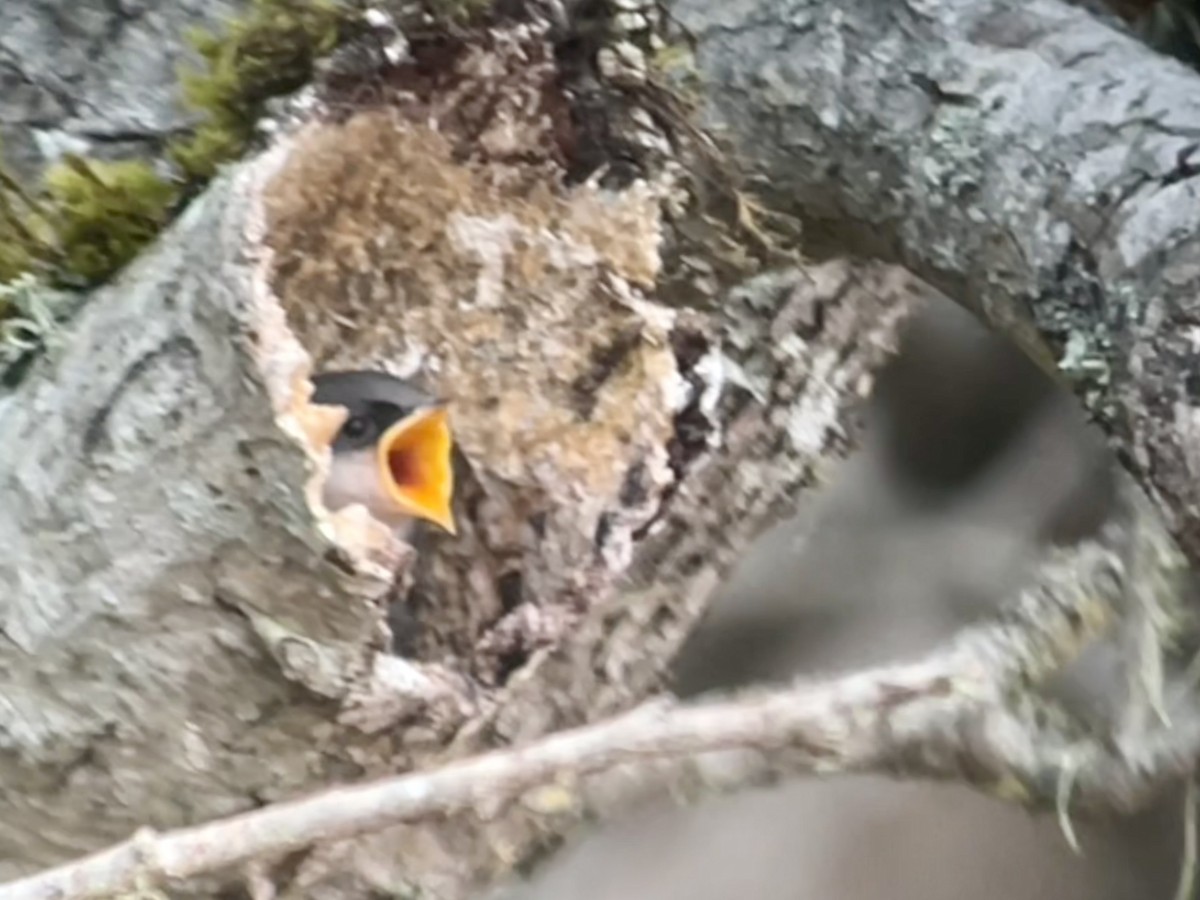 Golondrina Bicolor - ML620890414