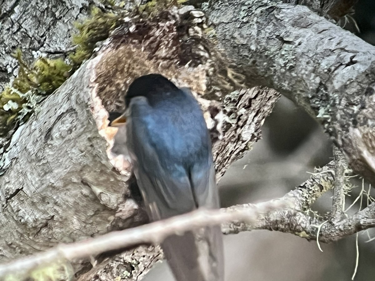 Golondrina Bicolor - ML620890415