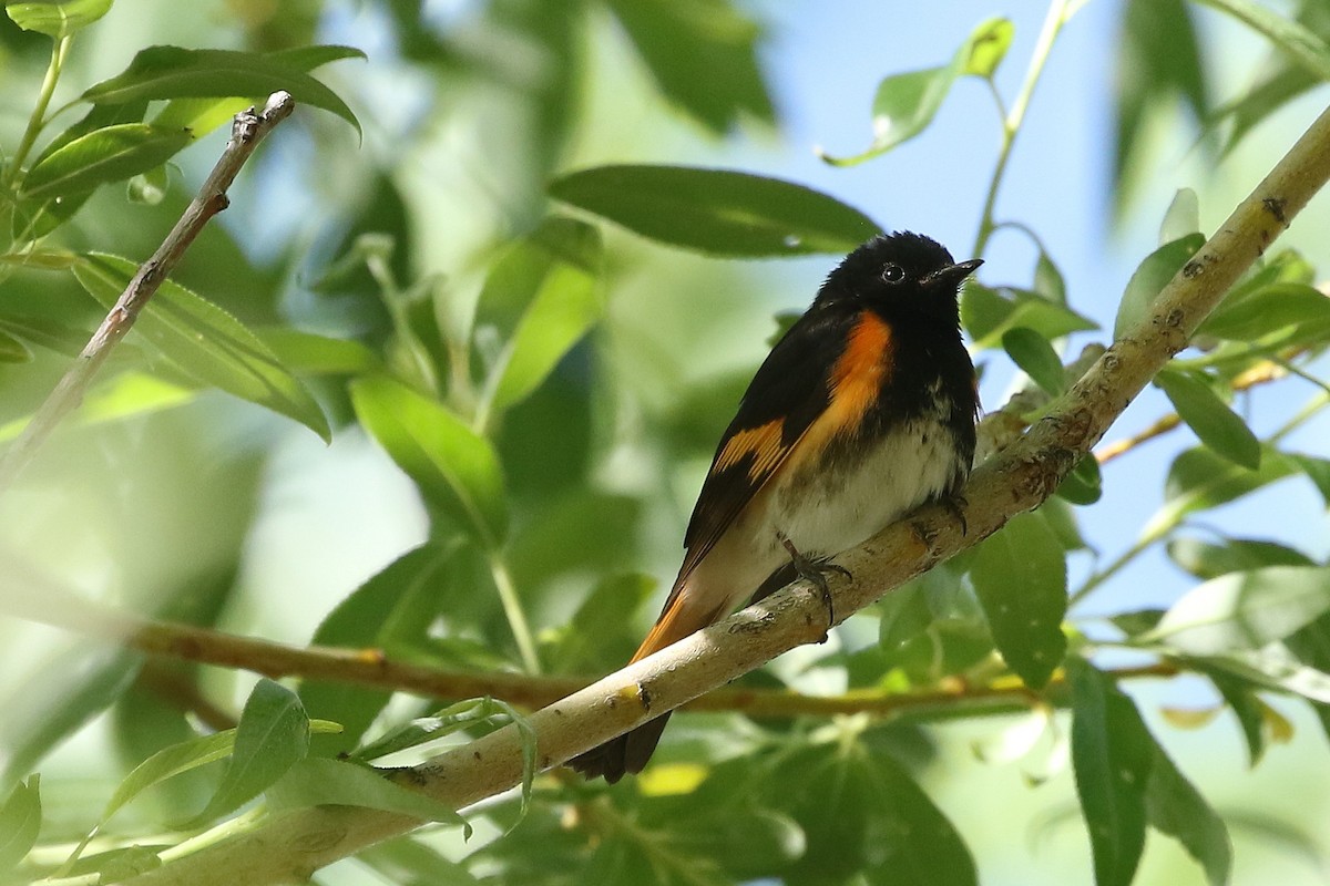 American Redstart - ML620890422