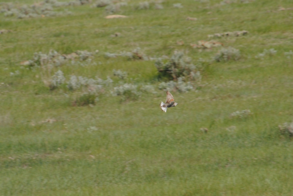 Thick-billed Longspur - ML620890425