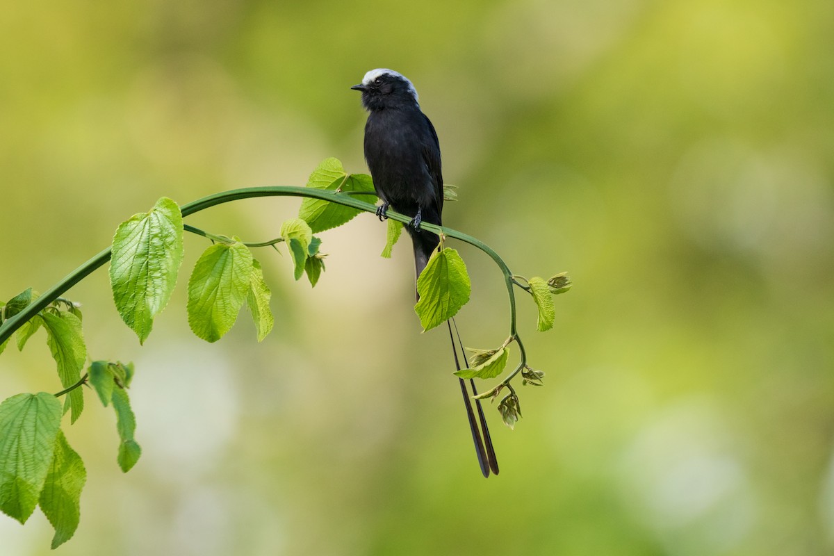 Long-tailed Tyrant - ML620890426