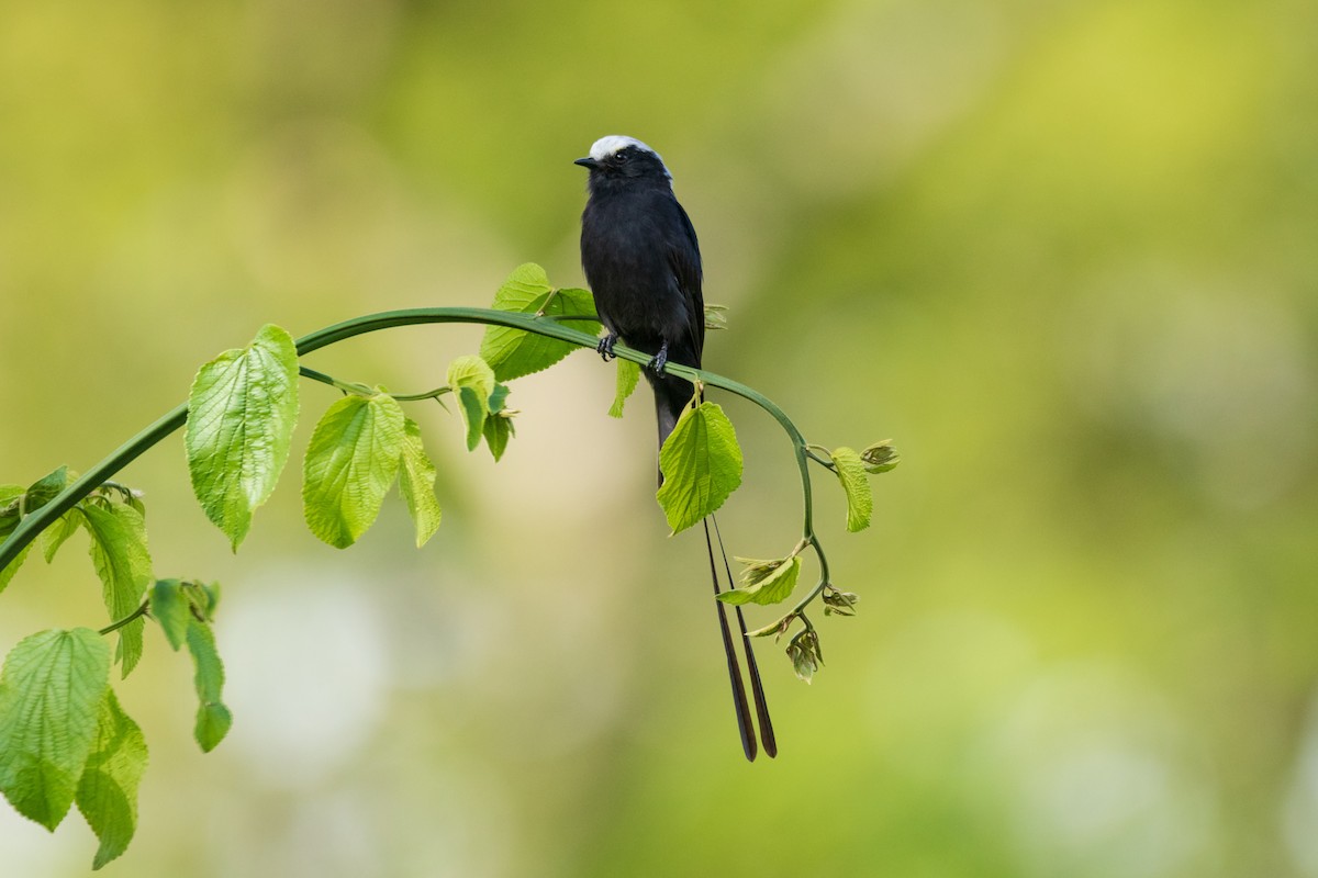 Long-tailed Tyrant - ML620890427