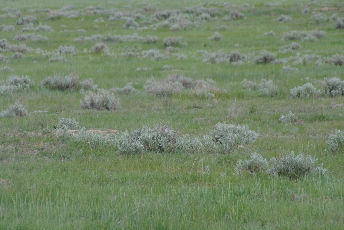 Thick-billed Longspur - ML620890428