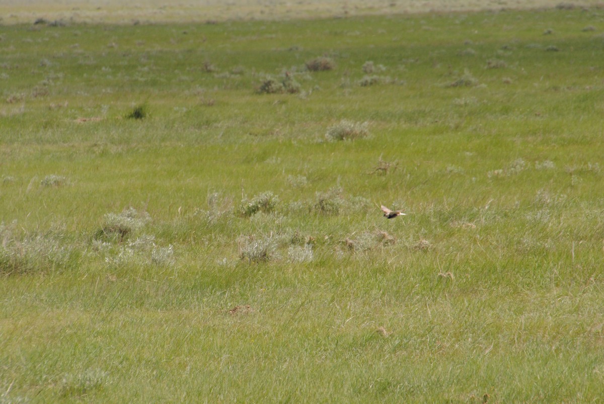 Thick-billed Longspur - ML620890431