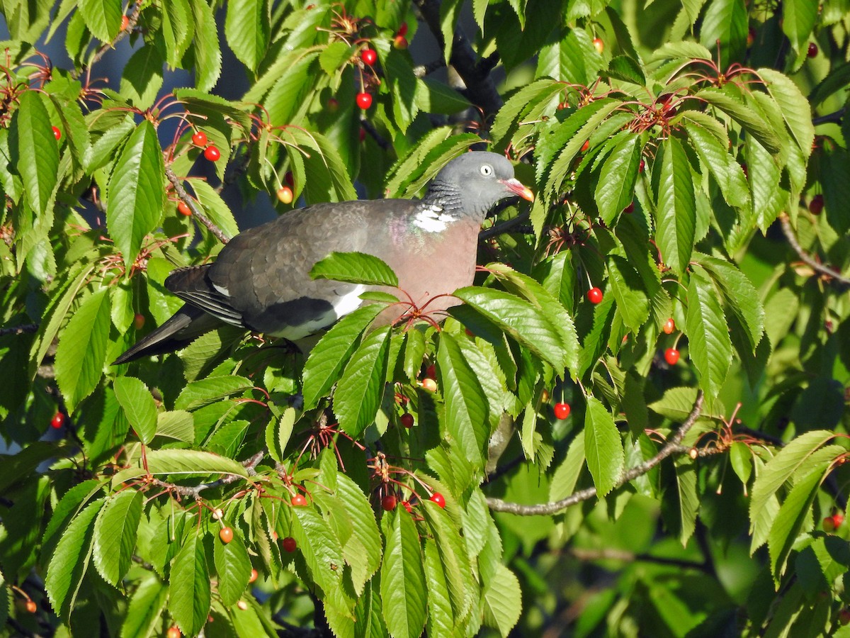 Common Wood-Pigeon - ML620890436