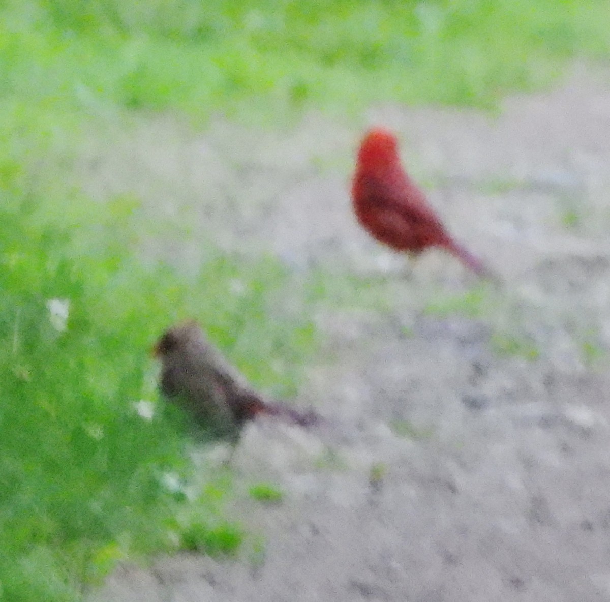 Northern Cardinal - ML620890437