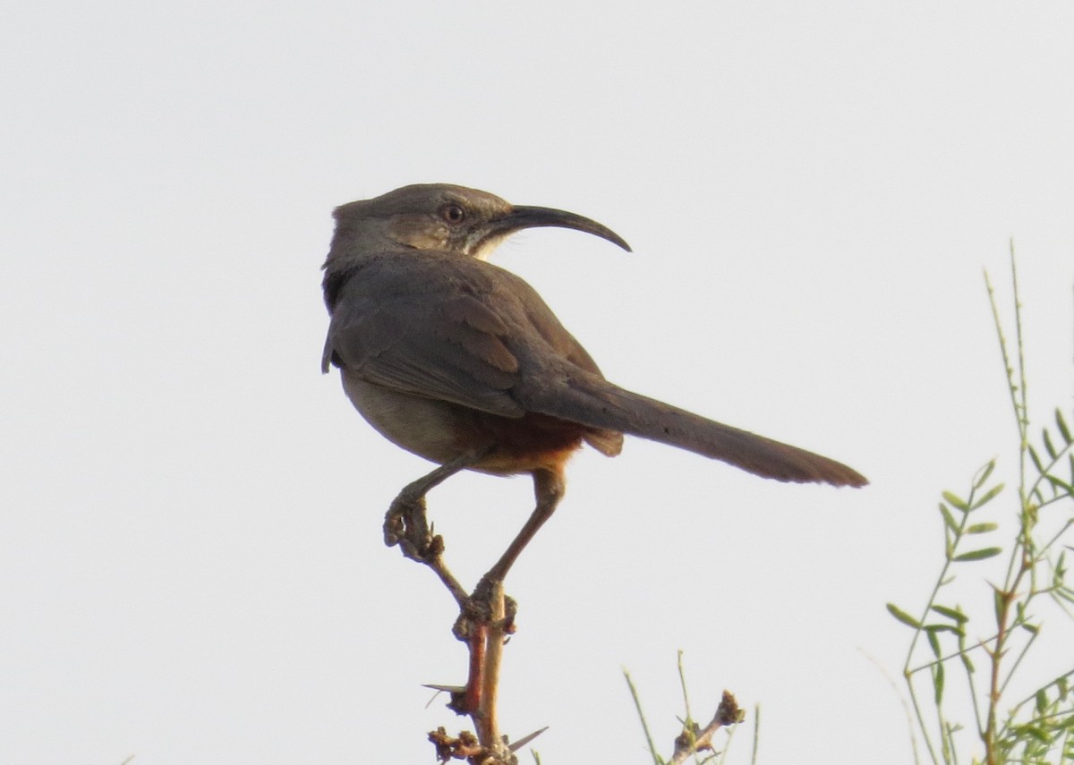 Crissal Thrasher - ML620890438