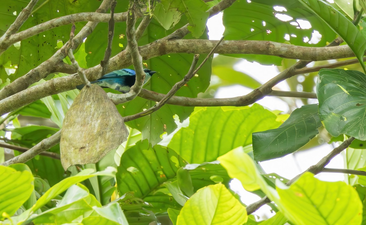 Masked Tanager - ML620890440