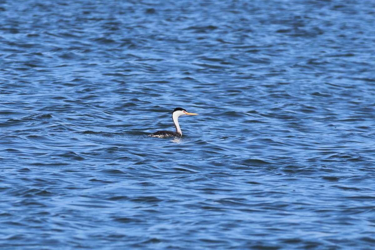 Clark's Grebe - ML620890442