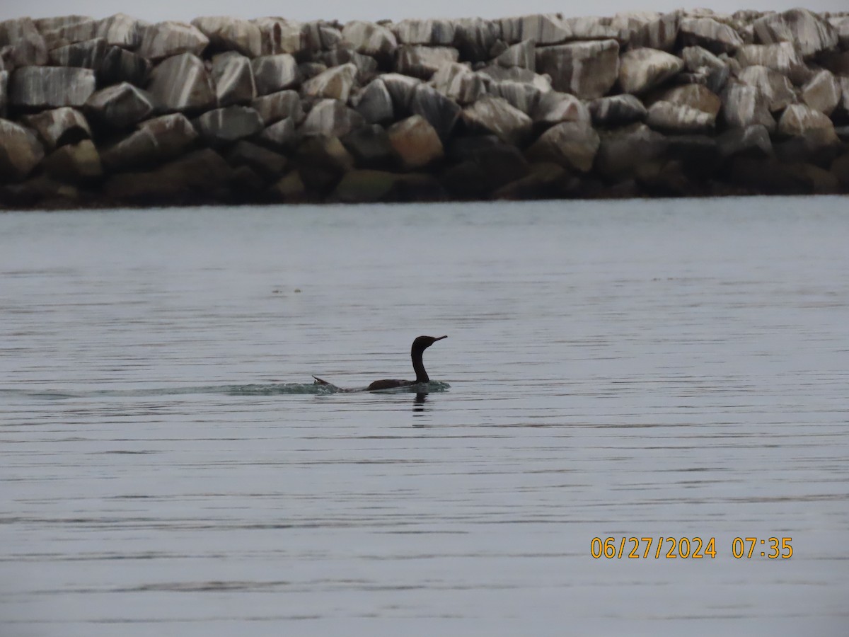 Pelagic Cormorant - ML620890456