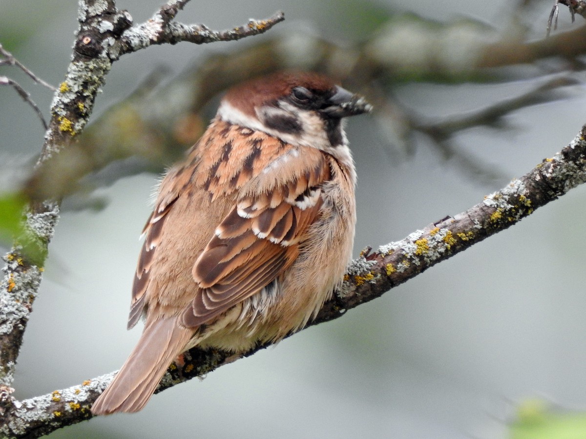 Eurasian Tree Sparrow - ML620890461