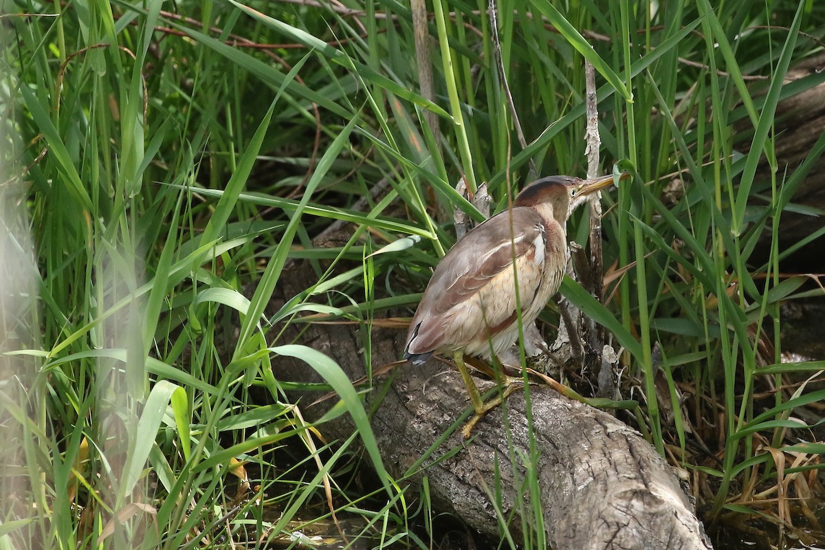 Least Bittern - ML620890462