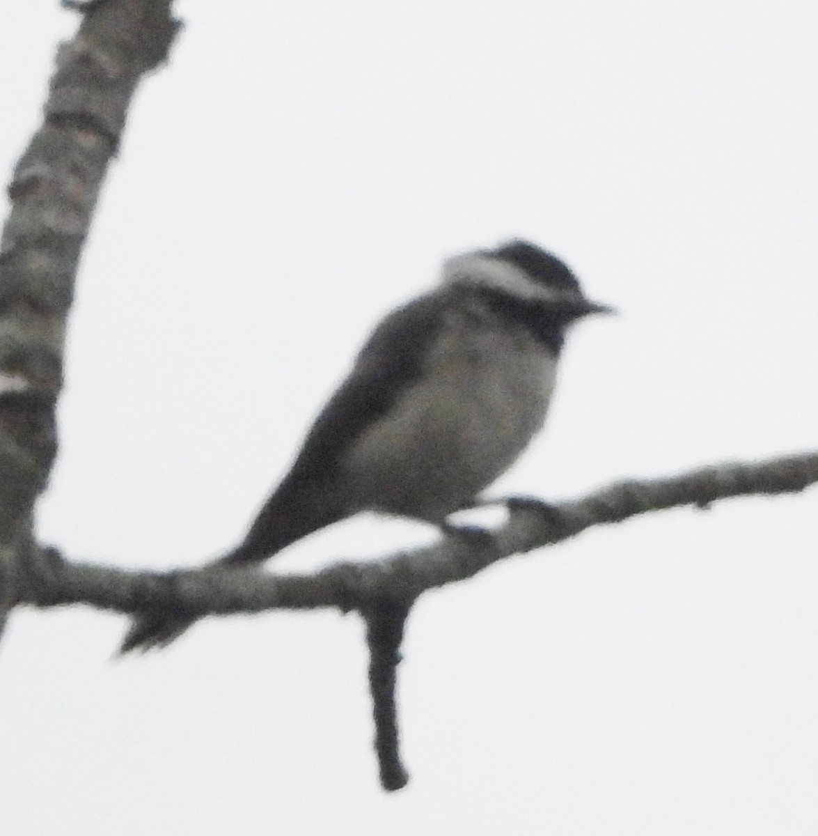 Black-capped Chickadee - ML620890463