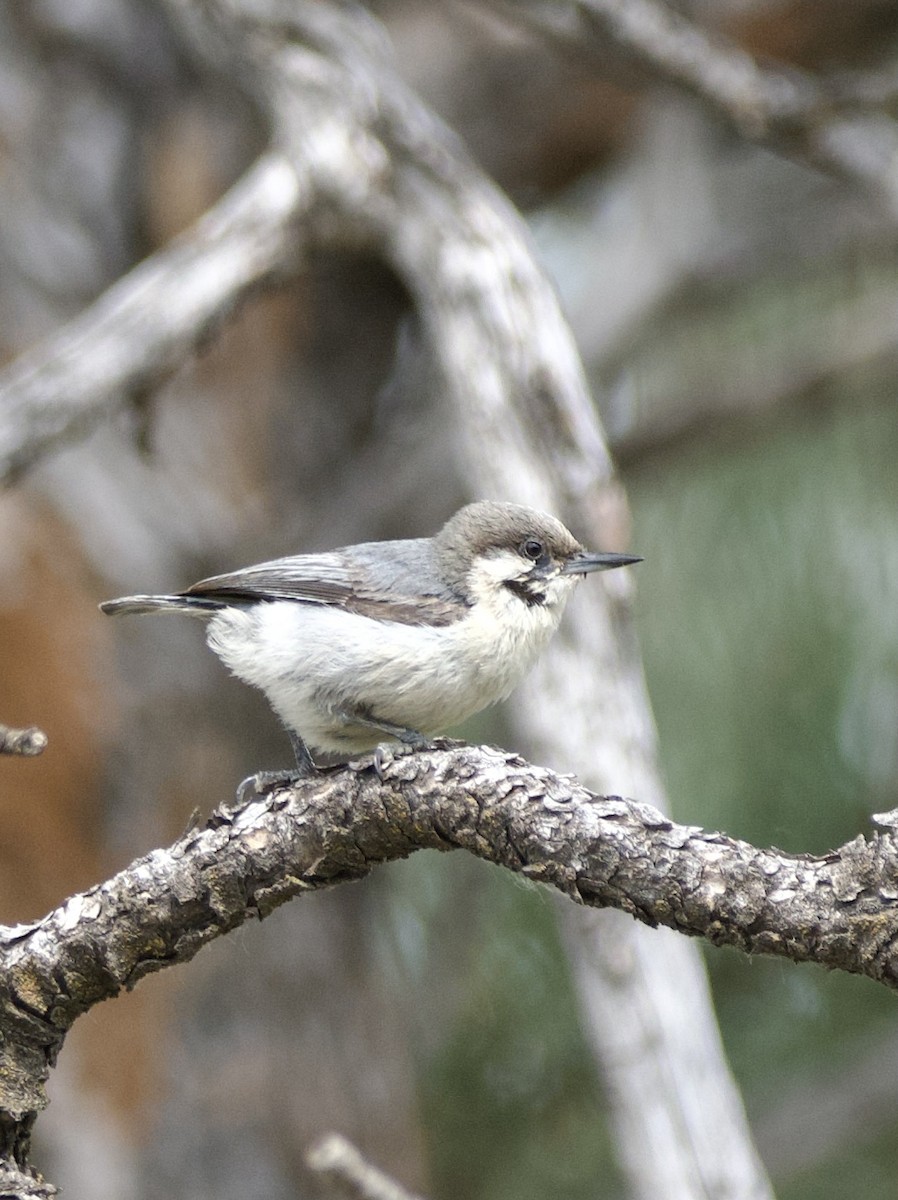 Pygmy Nuthatch - ML620890467