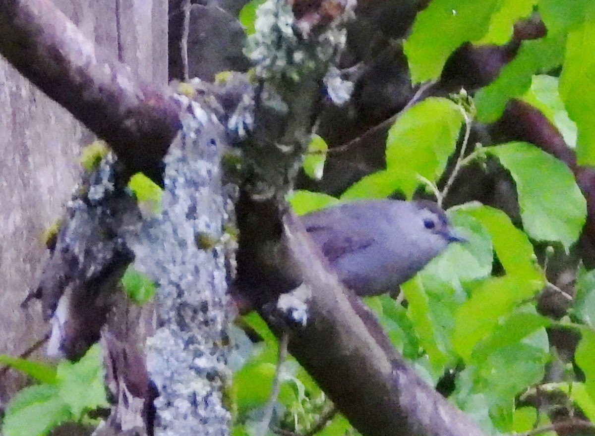 Gray Catbird - ML620890468