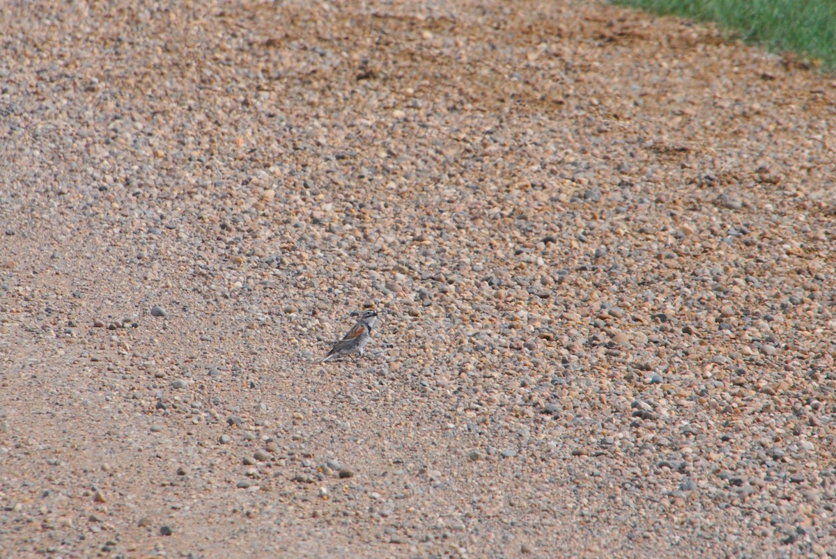 Thick-billed Longspur - ML620890481