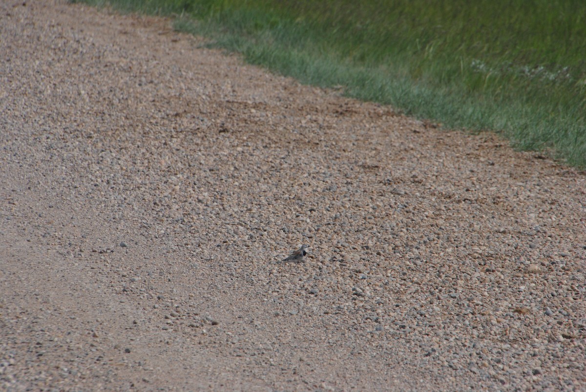 Thick-billed Longspur - ML620890482