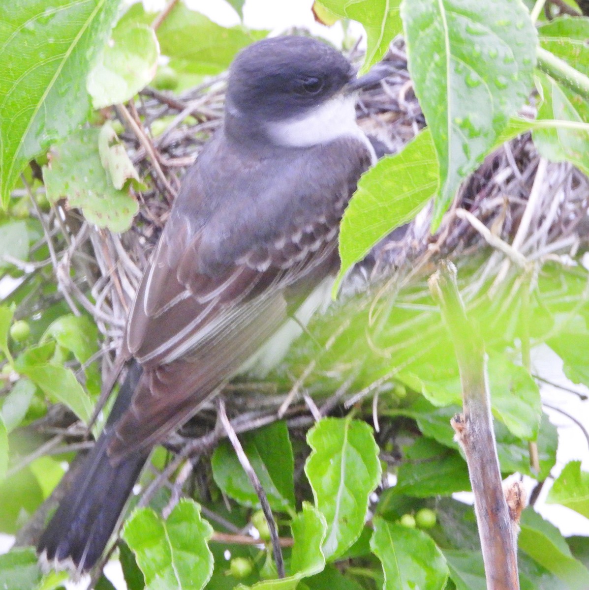 Eastern Kingbird - ML620890487