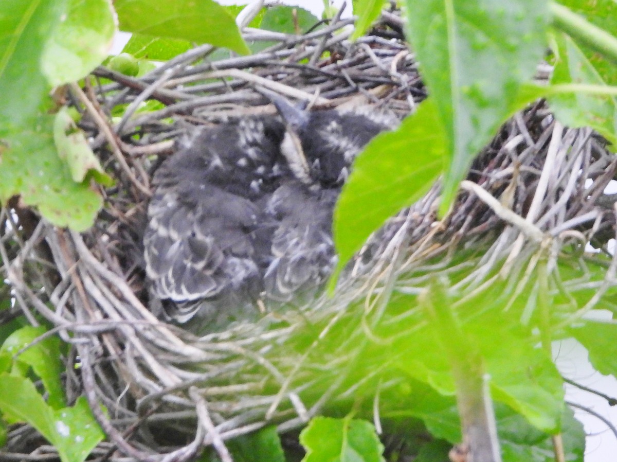 Eastern Kingbird - ML620890488